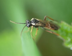 Aglaostigma fulvipes
