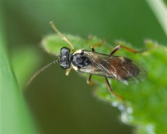 Aglaostigma fulvipes