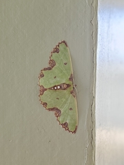 Synchlora xysteraria