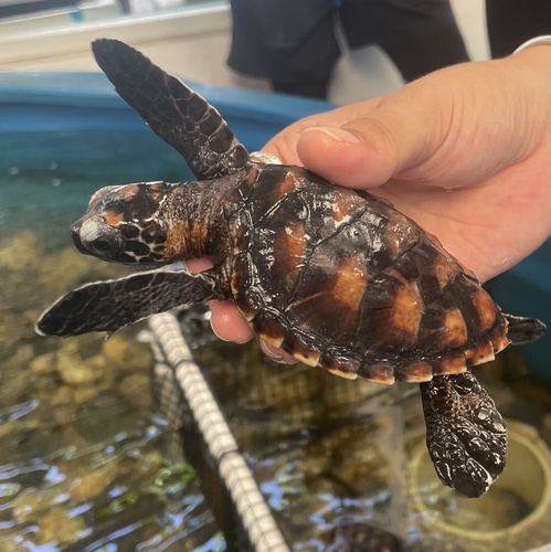 Eretmochelys imbricata