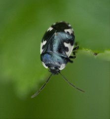 Tritomegas rotundipennis