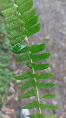 Polystichum hancockii
