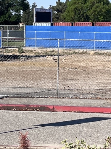 Kit Fox observed by owenthebug