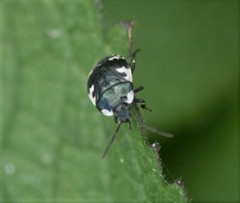 Tritomegas rotundipennis