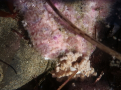 Pisaster brevispinus