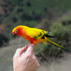 Aratinga solstitialis