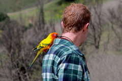 Aratinga solstitialis