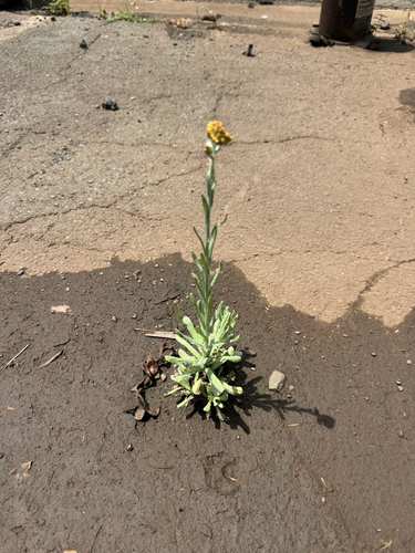 Helichrysum luteoalbum, 2026-04-14