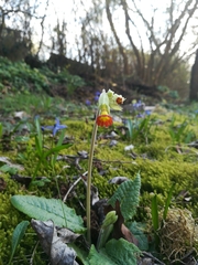 Primula veris