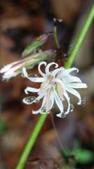 Ainsliaea macroclinidioides