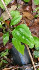 Ainsliaea macroclinidioides