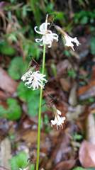 Ainsliaea macroclinidioides