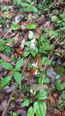 Ainsliaea macroclinidioides