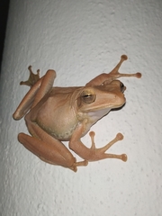 Polypedates cruciger