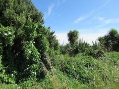 Argyrophenga antipodum