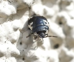 Tritomegas rotundipennis