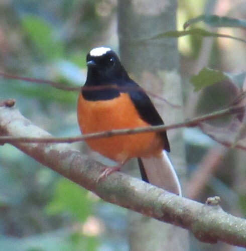White-crowned Shama (Copsychus stricklandii), photo 5