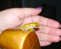 Polypedates cruciger