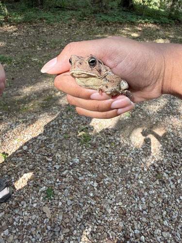 Woodhouse's Toad
