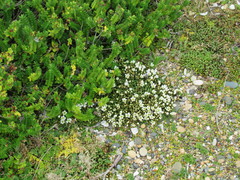 Gentianella saxosa