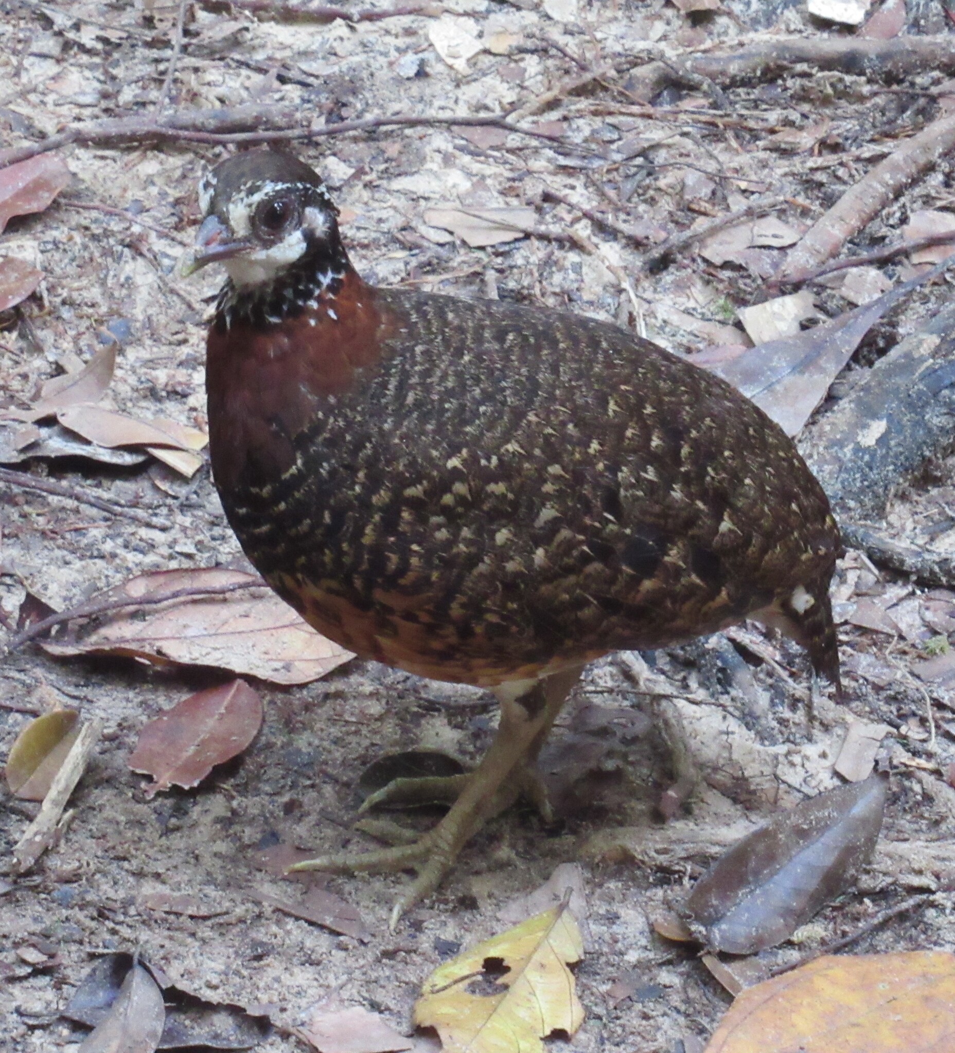 Chestnut-necklaced Partridge (Tropicoperdix charltonii), photo 3