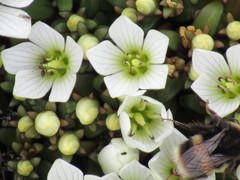 Gentianella saxosa