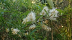 Salix caroliniana