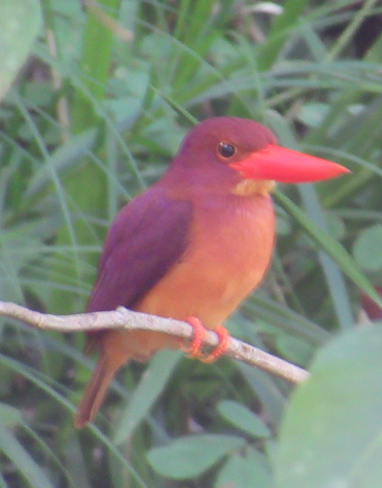 Ruddy Kingfisher (Halcyon coromanda), photo 1