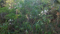 Salix caroliniana