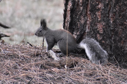 Abert's Squirrel observed by lutes