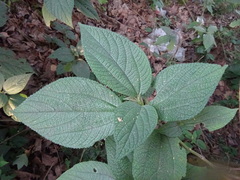 Boehmeria caudata