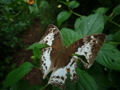 Harma theobene theobene