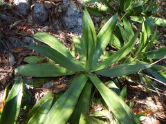 Agave mitis
