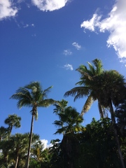 Cocoseae