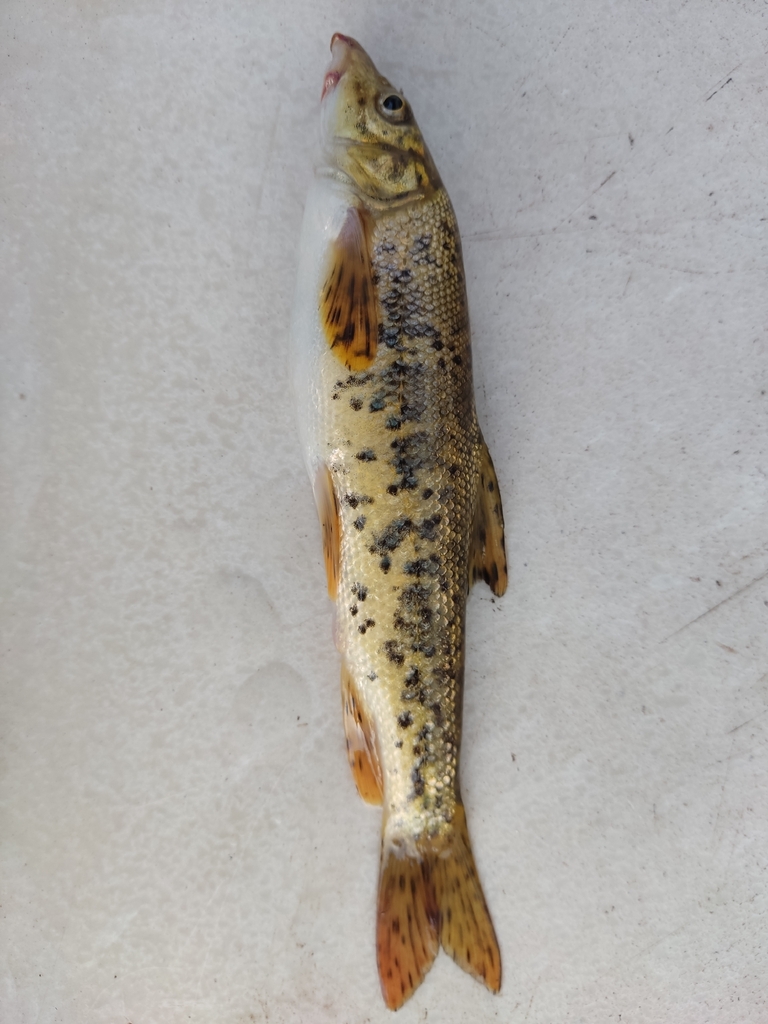 Ankara barbel