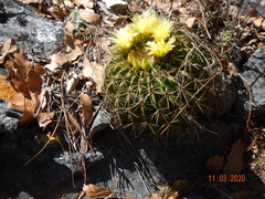 Ferocactus echidne
