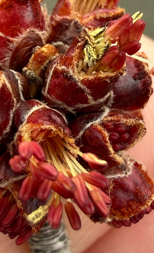 Acer saccharinum
