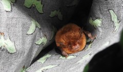 Myotis austroriparius
