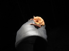 Myotis austroriparius