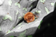 Myotis austroriparius