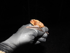 Myotis austroriparius