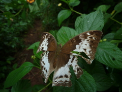 Harma theobene theobene