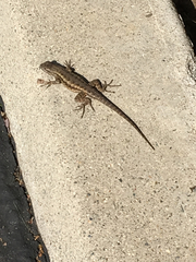 Sceloporus occidentalis