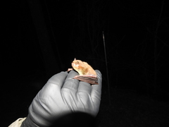 Myotis austroriparius