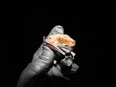 Myotis austroriparius