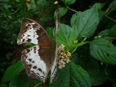 Harma theobene theobene