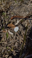 Evolvulus sericeus