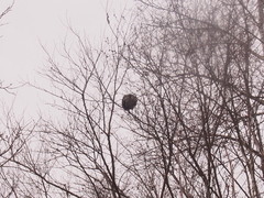 Dolichovespula maculata