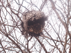 Dolichovespula maculata