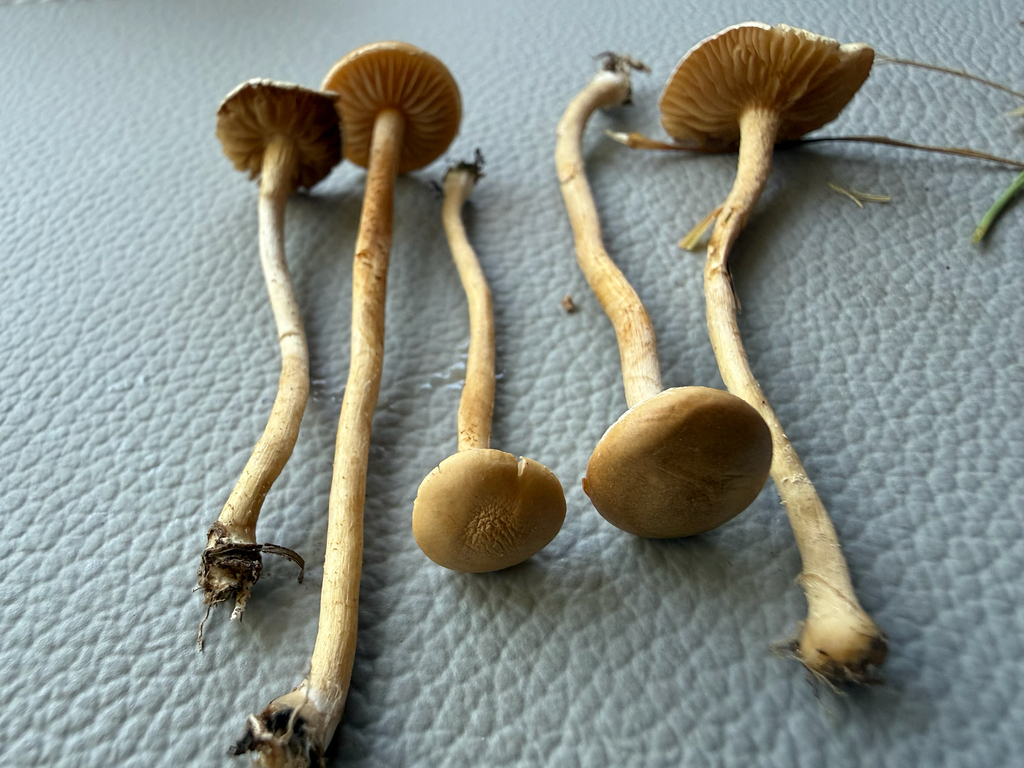 Agrocybe pediades · April 2026 · photo: © mchief (iNaturalist, cc-by)